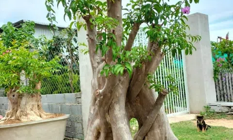 Loài cây được trồng nhiều ven đường, giờ thành "báu vật" bonsai, có người trả 1,2 tỷ vẫn từ chối