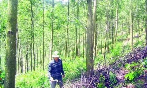 Thanh Hóa: Phê duyệt kế hoạch bảo vệ rừng tại Như Thanh
