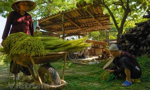 Làng cốm Mễ Trì 'đỏ lửa' trở lại sau thời gian bị ảnh hưởng của dịch