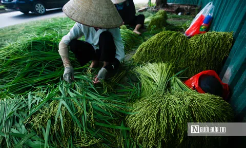 Đời cốm