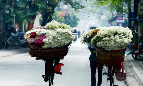 Đông về, mùa cúc họa mi gói trọn những nhớ thương