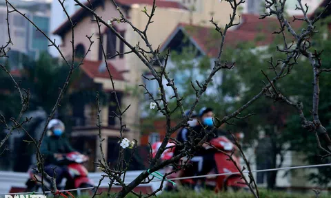 Hoa lê trái vụ xuất hiện nhiều tại chợ Quảng An