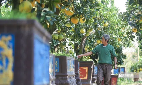 Bên trong vườn bưởi tiền tỉ của lão nông ở Hưng Yên