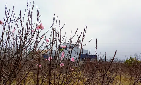 Quảng Chính thắm sắc đào phai