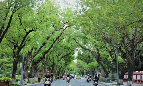 Ngắm những mảng cây xanh rộng lớn, mát mắt ở TPHCM