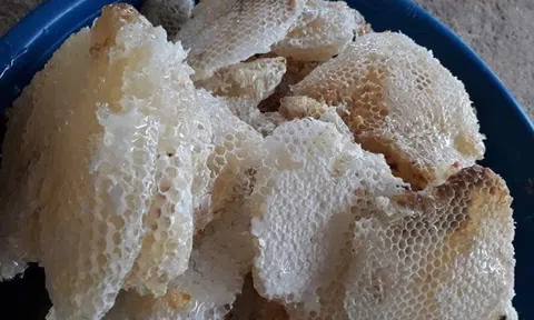 Độc lạ mật ong sữa quý hiếm nơi đỉnh núi Mù Cang Chải