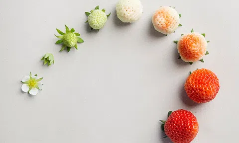 Phòng tránh bệnh cúm khi thời tiết chuyển mùa bằng các loại hoa quả