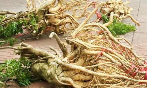 Sâm Việt trượt giá, xưa quý hơn vàng nay đem nhổ bỏ