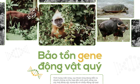 Câu chuyện bảo tồn Gen động vật quý