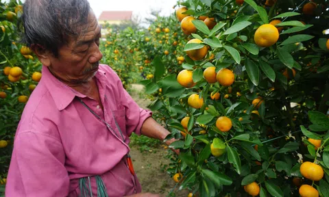 Thương lái mua nhỏ giọt, thủ phủ quất miền Trung "ngồi trên đống lửa"
