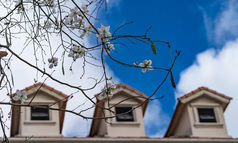 Đất Đà Lạt ngập sắc hoa Ban