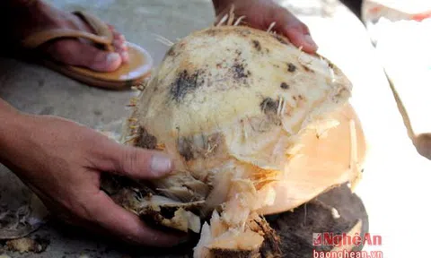 Thứ củ xưa ăn "chống đói" nay thành đặc sản đãi khách
