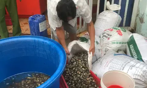 Phát hiện 1,3 tấn ốc ngâm hóa chất tẩy rửa để làm sạch