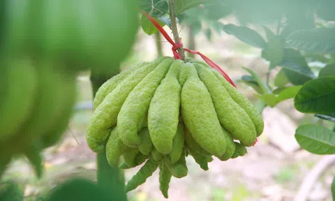Thứ quả tâm linh cứ đến tháng Chạp là dân buôn cháy hàng