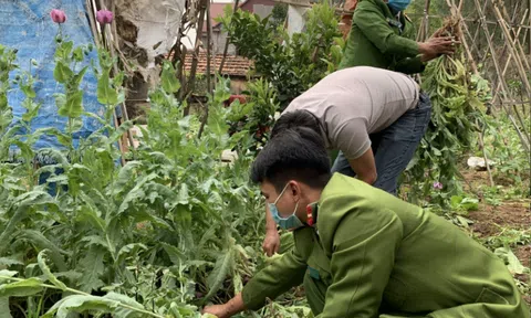 Phát hiện 3.000 cây cần sa, anh túc trồng trong vườn nhà dân