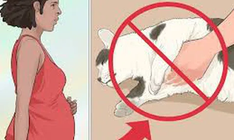 Nếu trong nhà nuôi mèo, các bà bầu nên cảnh giác với ký sinh trùng Toxoplasma