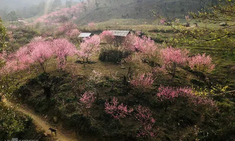 Rực sắc cánh đào "bung" nơi chân núi Lảo Thần
