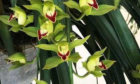Lan quý "hết mốt", xưa có giá triệu nay đổ đống bán rẻ như rau