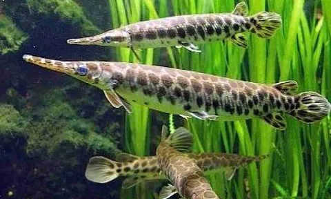 Được chiêu đãi trứng cá sấu hoả tiễn, bà cháu ở Hà Nội nhập viện khẩn cấp