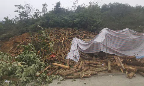 Thanh Hóa: Xe chở gỗ keo lao thẳng vào vách núi gây tai nạn nghiêm trọng