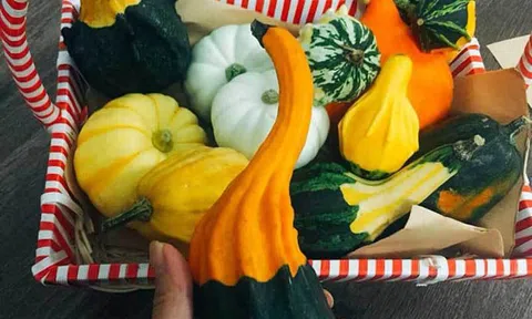 Chị em rộ mốt "săn" bí về làm cảnh, trang trí trong nhà