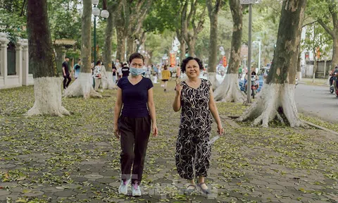 Thảm lá sấu vàng trải dài trên con phố đẹp nhất Thủ Đô