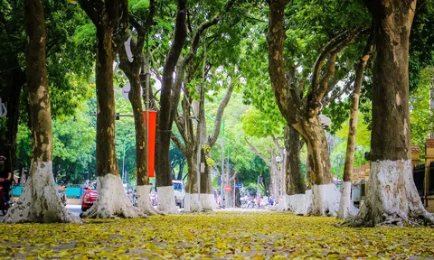 Hà Nội mùa cây thay lá: Trời Tây giữa lòng thủ đô