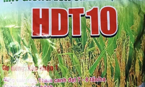 Giống lúa thuần HDT10 và HD11: Bội thu của nhà nông