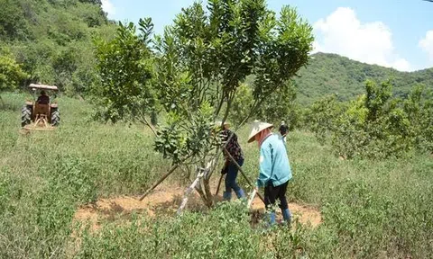 Thanh Hóa: Đề xuất đầu tư nhà máy chế biến và vùng nguyên liệu macca tại Như Thanh