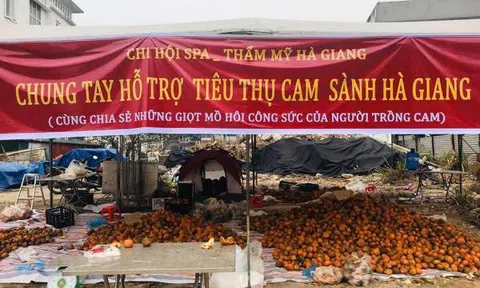 Hà Giang: Triển khai nhiều giải pháp 'giải cứu' cam