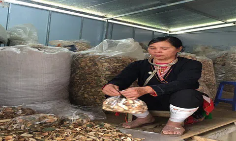 Tìm hiểu về bài thuốc quý cứu giúp thành công cho ngàn người đau khớp