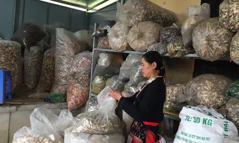 'Thần dược' đối phó với bệnh nhức xương khớp hiệu quả, an toàn