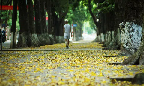 Hà Nội - Mùa thay lá