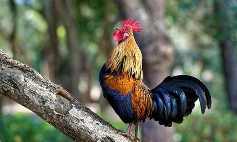 Tiếng gà xa vắng
