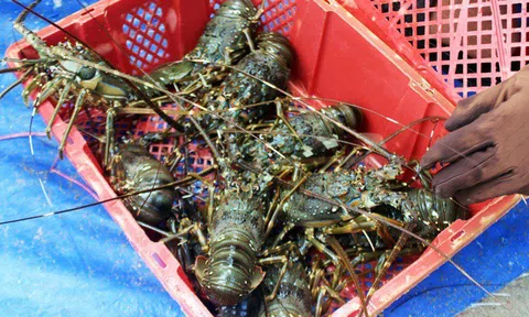 Sự thật thông tin "giải cứu" tôm hùm ở Phú Yên với giá 200.000 đồng/kg