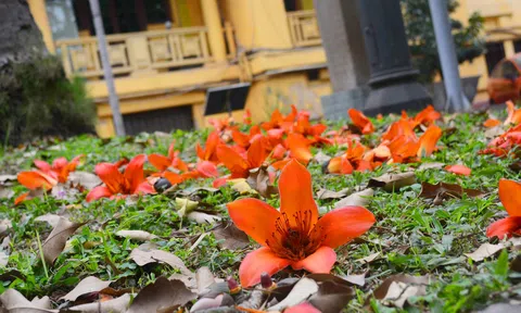 Tháng 3, Hà Nội thơ mộng trong sắc đỏ hoa gạo