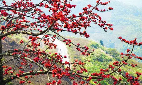 Nao lòng lữ khách khung cảnh hoa gạo đỏ rực trên cao nguyên đá Hà Giang