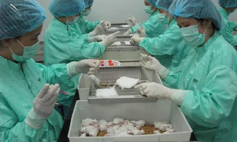 Tròn 10 ngày thử nghiệm vắc xin ngừa COVID-19: Chuột thí nghiệm khoẻ mạnh