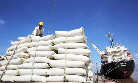 Sai phạm trong mua gạo dự trữ quốc gia: Làm rõ việc thông đồng, móc ngoặc để trục lợi