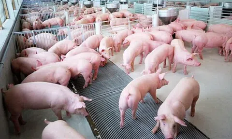 'Cháy' hàng, giá lợn giống đắt kỷ lục