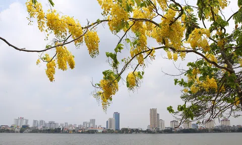 Hà Nội ngập tràn sắc vàng muồng hoàng yến gọi hè về