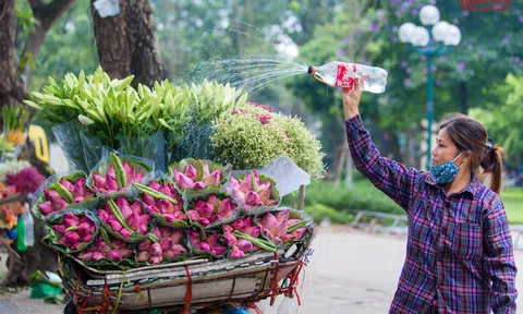 Hoa sen đầu mùa rong ruổi khắp phố phường Hà Nội