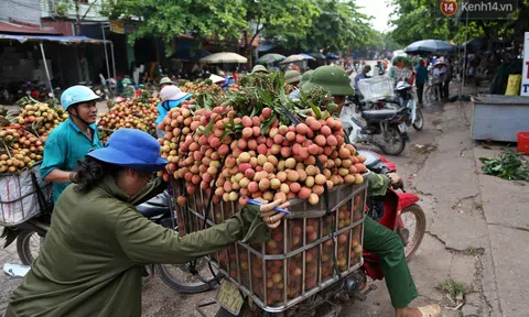 Người dân Bắc Giang tấp nập đi bán vải thiều chín mọng: “Chăm sóc cả năm chỉ chờ ngày này"