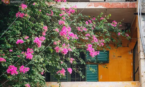 Những ngôi nhà thơ mộng, phủ kín hoa giấy