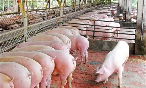 Giá lợn hơi bất ngờ hạ nhiệt ở cả ba miền