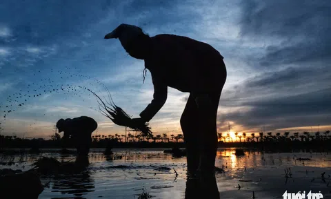 Tránh nóng, người nông dân soi đèn đi cấy lúc nửa đêm