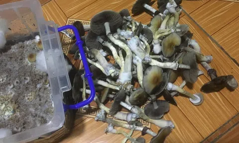 Ươm trồng "tử thần" sinh viên giỏi lạc bước trong thú vui chết người