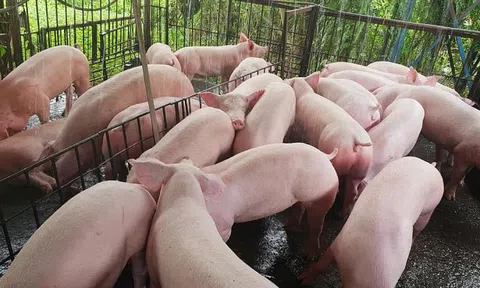 Giá lợn hơi miền Bắc tăng trước lo ngại dịch tả lợn châu Phi bùng phát
