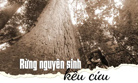 Ngăn mối họa mới từ bên kia biên giới - Kỳ 1: Rừng nguyên sinh kêu cứu