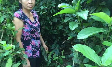 Mổ xẻ 'dây leo kỳ dị' chữa bệnh xương khớp một cách kì lạ